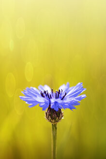 Blaue Flockenblume, Centaurea cyanus, vor einem Feld - GOF000004