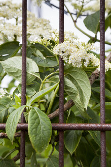 Holunderblüten hinter rostigem Eisenzaun - WI000757