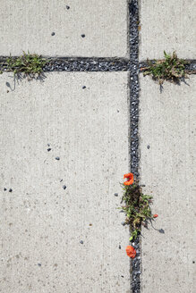 Bodenplatten aus Beton mit roten Mohnblumen, Papaver, in den Zwischenräumen - WI000762