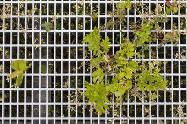 Bush growing through a metal fence - WIF000771