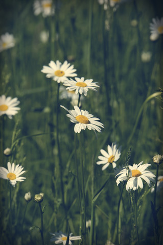 Deutschland, Nordrhein-Westfalen, Margeriten, Leucanthemum, lizenzfreies Stockfoto