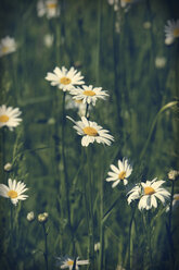 Deutschland, Nordrhein-Westfalen, Margeriten, Leucanthemum - HOHF000844