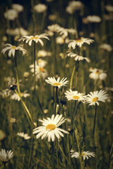 Germany, North Rhine-Westphalia, Marguerites, Leucanthemum - HOHF000845