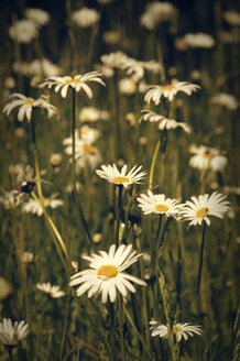 Deutschland, Nordrhein-Westfalen, Margeriten, Leucanthemum - HOHF000845