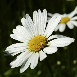 Deutschland, Nordrhein-Westfalen, Margerite mit Wassertropfen, Leucanthemum - HOHF000850