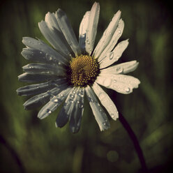 Deutschland, Nordrhein-Westfalen, Margerite mit Wassertropfen, Leucanthemum - HOHF000851