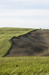 Italy, Tuscany, Crete, Tyre tracks of a tractor on field - MYF000343