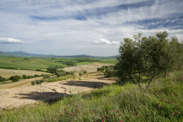 Italien, Toskana, Olivenbaum und Feld bei Pienza - MYF000347