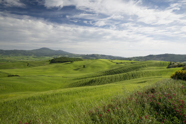 Italien, Toskana, Landschaft mit Feldern bei Pienza - MYF000349