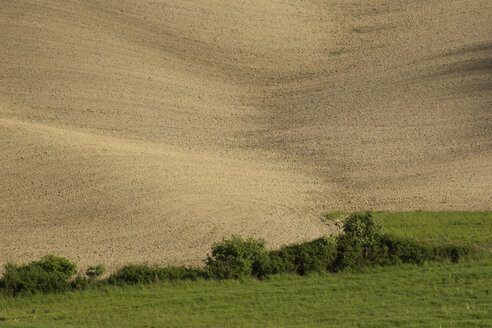 Italien, Toskana, Crete Senesi, Feld - MYF000351