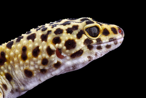 Head of leopard gecko, Eublepharis macularius, in front of black background - MJOF000460