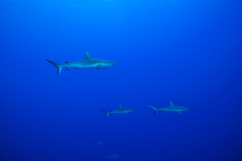 Ozeanien, Mikronesien, Yap, Graue Riffhaie, Carcharhinus amblyrhynchos, im Blauwasser, lizenzfreies Stockfoto