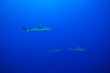 Ozeanien, Mikronesien, Yap, Graue Riffhaie, Carcharhinus amblyrhynchos, im Blauwasser - FGF000094