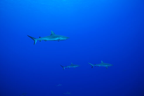 Oceania, Micronesia, Yap, Grey reef sharks, Carcharhinus amblyrhynchos, in blue water - FGF000094
