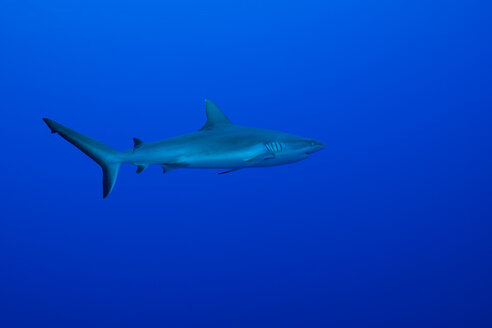 Oceania, Micronesia, Yap, Grey reef shark, Carcharhinus amblyrhynchos, in blue water - FGF000058
