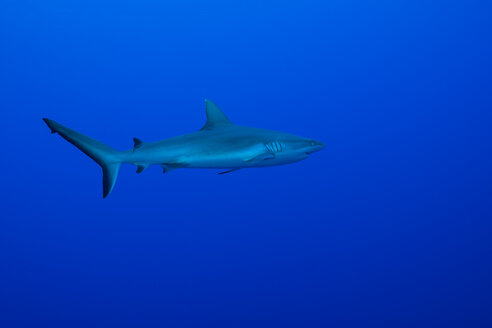 Ozeanien, Mikronesien, Yap, Grauer Riffhai, Carcharhinus amblyrhynchos, im Blauwasser - FGF000058