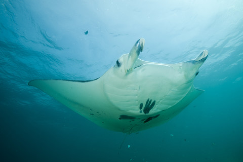 Ozeanien, Mikronesien, Yap, Riffmantarochen, Manta alfredi, lizenzfreies Stockfoto