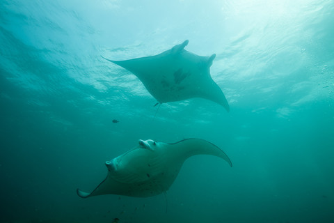 Oceania, Micronesia, Yap, Reef manta rays, Manta alfredi stock photo