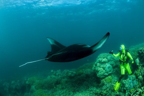 Ozeanien, Mikronesien, Yap, Taucher mit Riffmantarochen, Manta alfredi, lizenzfreies Stockfoto