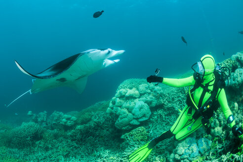 Oceania, Micronesia, Yap, Diver with reef manta ray, Manta alfredi - FGF000064