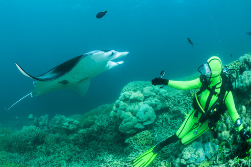 Ozeanien, Mikronesien, Yap, Taucher mit Riffmantarochen, Manta alfredi - FGF000064