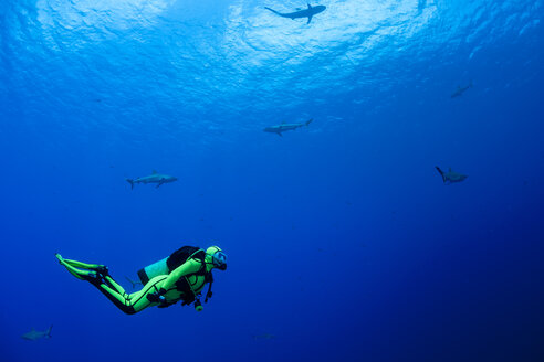 Oceania, Micronesia, Yap, Diver with grey reef sharks, Carcharhinus amblyrhynchos - FGF000095