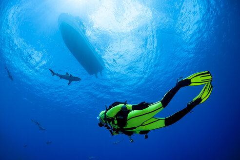 Oceania, Micronesia, Yap, Diver with grey reef sharks, Carcharhinus amblyrhynchos - FGF000070