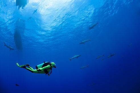 Oceania, Micronesia, Yap, Diver with grey reef sharks, Carcharhinus amblyrhynchos - FGF000096