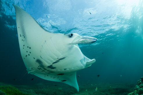 Ozeanien, Mikronesien, Yap, Riffmantarochen, Manta alfredi - FGF000071