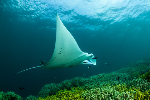 Ozeanien, Mikronesien, Yap, Riffmantarochen, Manta alfredi, lizenzfreies Stockfoto