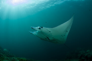 Oceania, Micronesia, Yap, Reef manta ray, Manta alfredi - FG000074