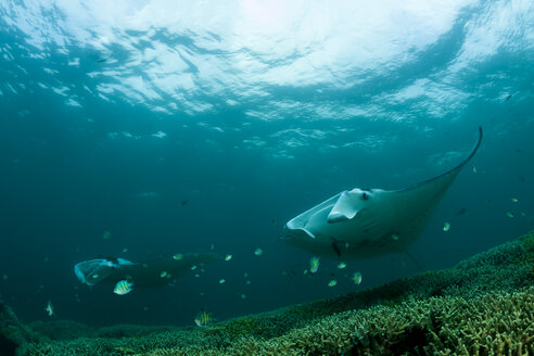 Ozeanien, Mikronesien, Yap, Riffmantarochen, Manta alfredi - FGF000076