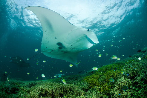 Ozeanien, Mikronesien, Yap, Riffmantarochen, Manta alfredi - FGF000080