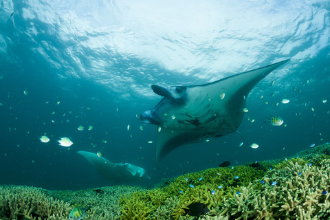 Oceania, Micronesia, Yap, Reef manta ray, Manta alfredi stock photo