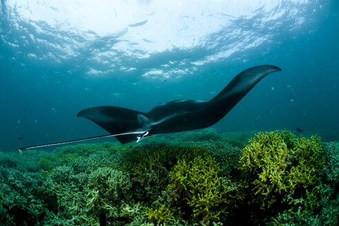 Oceania, Micronesia, Yap, Reef manta ray, Manta alfredi - FG000086