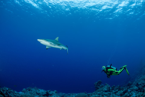 Ozeanien, Mikronesien, Yap, Taucher mit Grauen Riffhaien, Carcharhinus amblyrhynchos, lizenzfreies Stockfoto