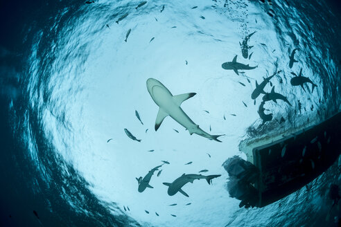 Oceania, Micronesia, Yap, Grey reef sharks, Carcharhinus amblyrhynchos, upward view with boat - FGF000091