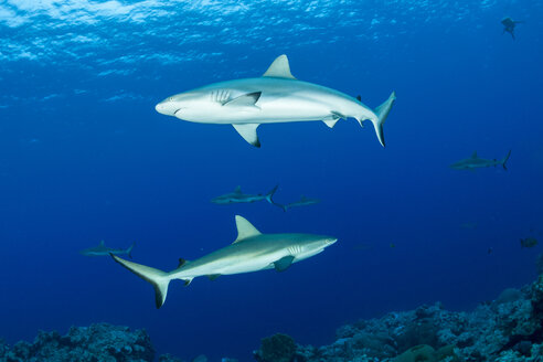 Oceania, Micronesia, Yap, Grey reef sharks, Carcharhinus amblyrhynchos, in blue water - FGF000092