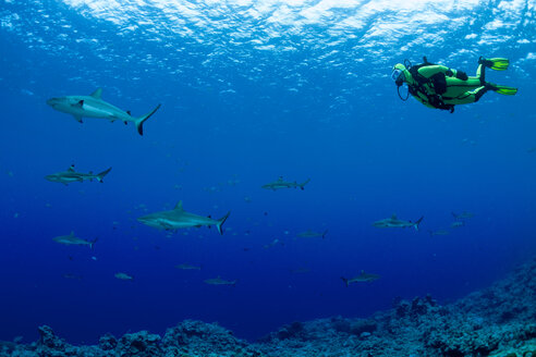 Oceania, Micronesia, Yap, Diver with grey reef sharks, Carcharhinus amblyrhynchos - FG000093