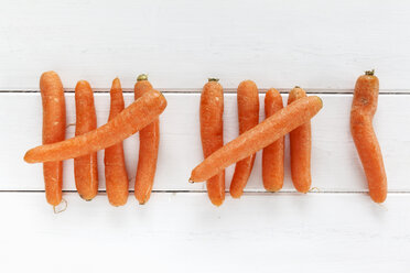 Eleven carrots in a row on white wood - EVGF000630