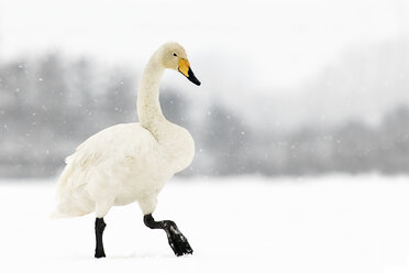 Deutschland, Schleswig-Holstein, Singschwan, Cygnus cygnus, Spaziergang im Schnee - HAC000136