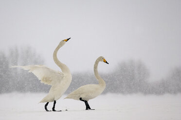 Germany, Schleswig-Holstein, Whooper swans, Cygnus cygnus - HAC000140