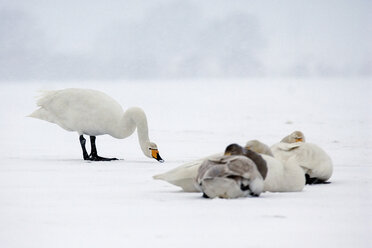 Germany, Schleswig-Holstein, Whooper swans, Cygnus cygnus - HAC000141