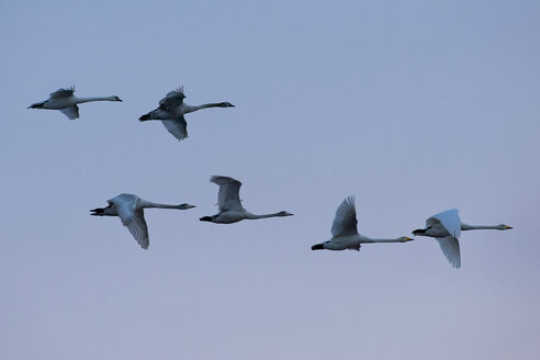 Germany, Schleswig-Holstein, Whooper swans, Cygnus cygnus, and Mute swans, Cygnus olor, flying - HAC000142
