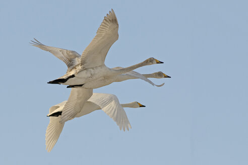 Germany, Schleswig-Holstein, Whooper swans, Cygnus cygnus, flying - HACF000144