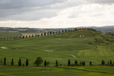 Italy, Tuscany, Landscape near Siena - MYF000387