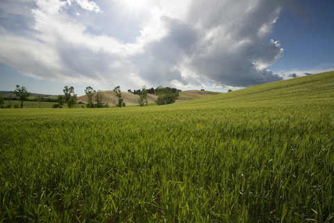 Italien, Toskana, Landschaft gegen die Sonne, lizenzfreies Stockfoto