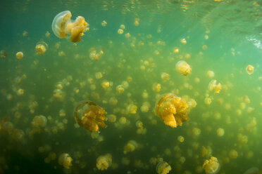 Oceania, Palau, Eik Malk, Spotted jellyfish, mastigias papua, in saltwater lake - JWAF000081