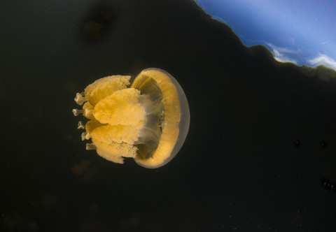 Ozeanien, Palau, Eik Malk, Gefleckte Qualle, mastigias papua, im Salzwassersee, lizenzfreies Stockfoto