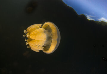 Oceania, Palau, Eik Malk, Spotted jellyfish, mastigias papua, in saltwater lake - JWAF000083